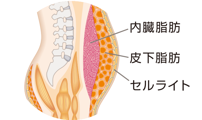 図:ファットバーンイメージ